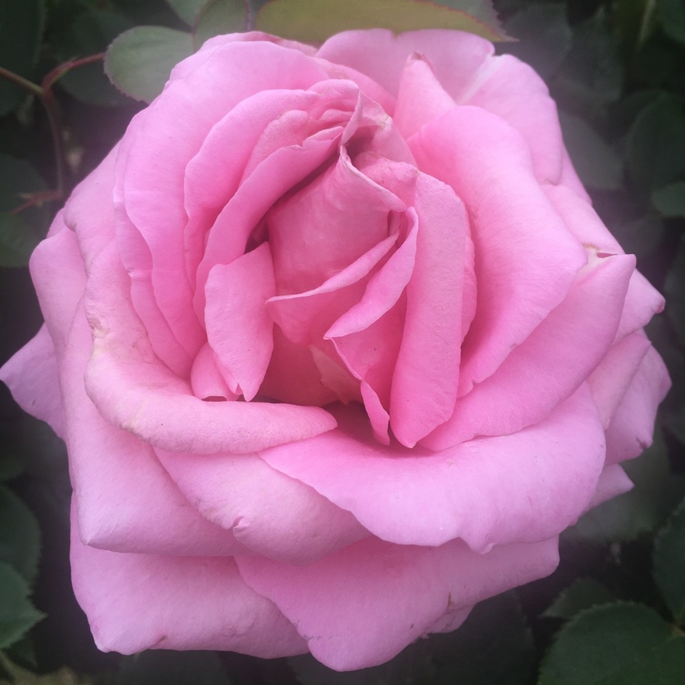 Meet your Posher, Sang